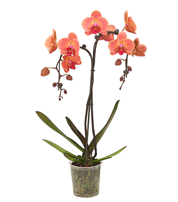 Schmetterlingsorchidee - Phalaenopsis cultivars 'Umbrella', verschiedene Sorten