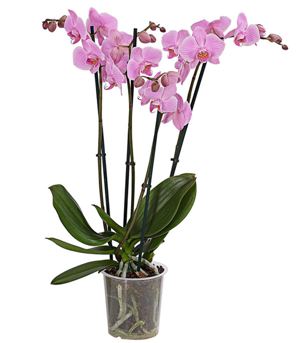 Schmetterlingsorchidee - Phalaenopsis cultivars, verschiedene Sorten