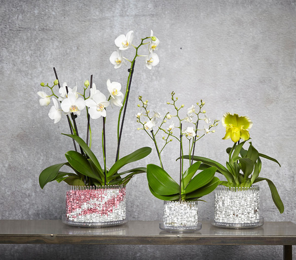 Schmetterlingsorchidee - Phalaenopsis cultivars 'Wildflower'