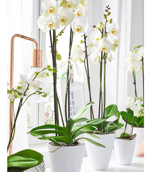 Schmetterlingsorchidee - Phalaenopsis cultivars
