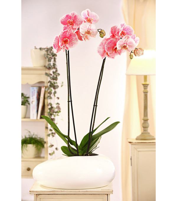 zweitriebig Ø Topf 12 cm ca pinke Blüten Dehner Schmetterlingsorchidee Zimmerpflanze 50-60 cm 