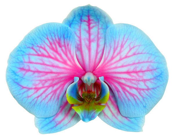 Schmetterlingsorchidee 'Blue Wonder'