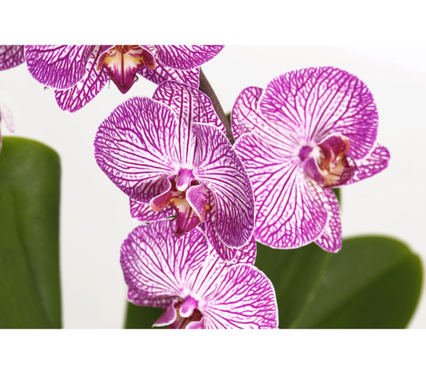 Schmetterlingsorchidee 'Cascade', verschiedene Sorten