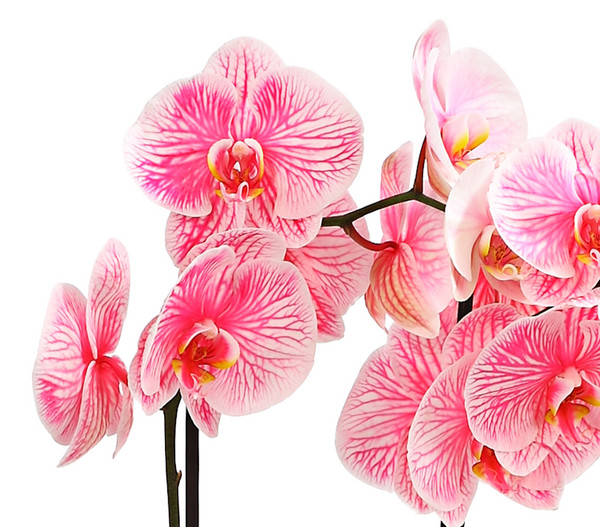 Schmetterlingsorchidee 'Pink Zebra'