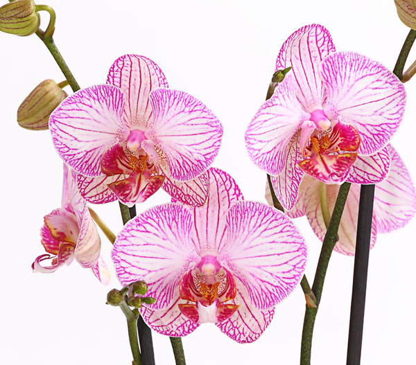 Schmetterlingsorchidee, verschiedene Sorten