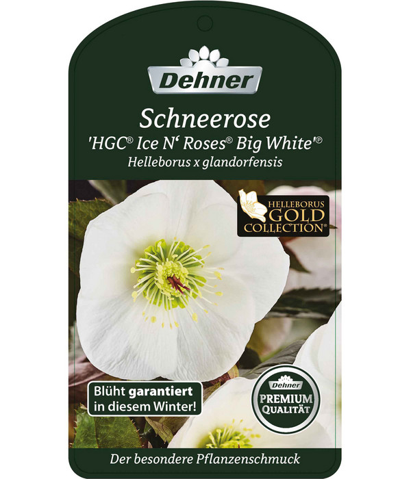 Schneerose 'Ice 'n' Roses® White' - Helleborus Gold Collection®