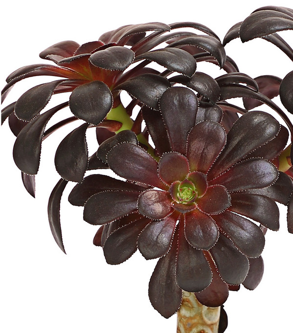 Schwarzkopf - Aeonium arboreum var. Nigrum
