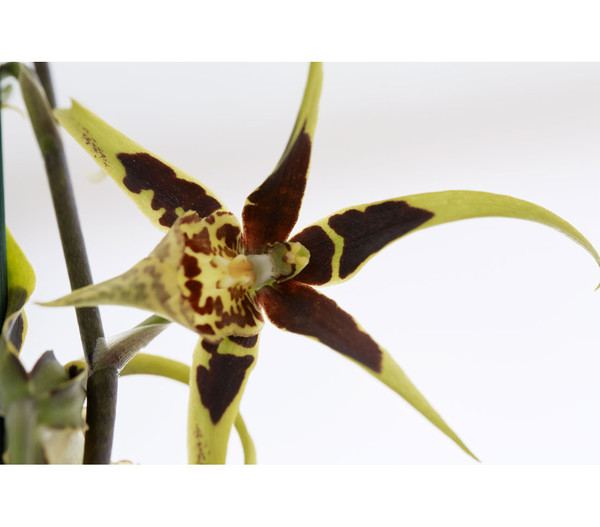 Spinnenorchidee - Brassia 'Mystic'
