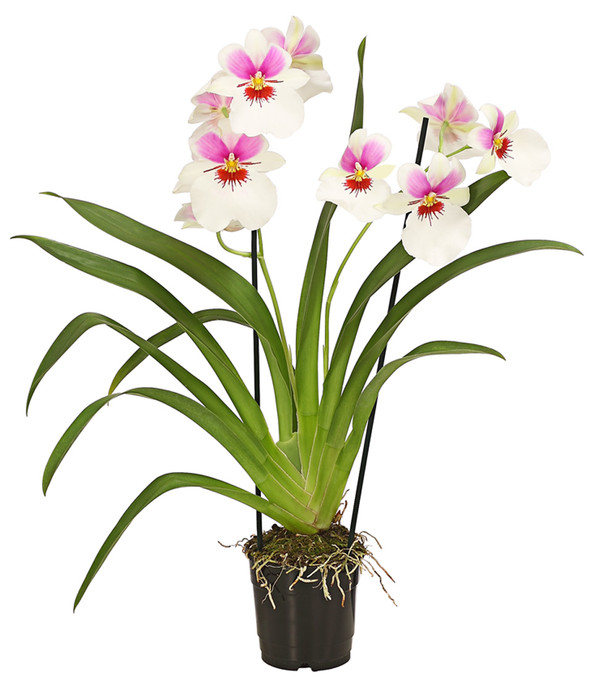 Stiefmütterchenorchidee - Miltonia