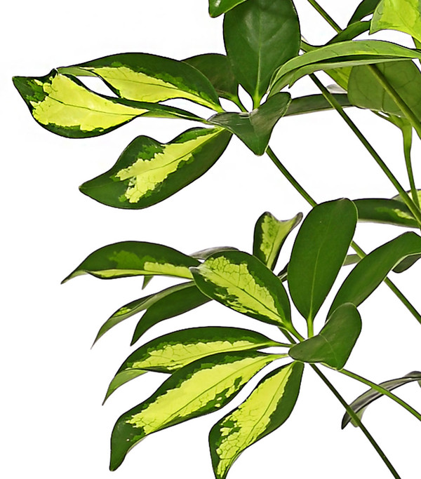 Strahlenaralie - Schefflera arboricola