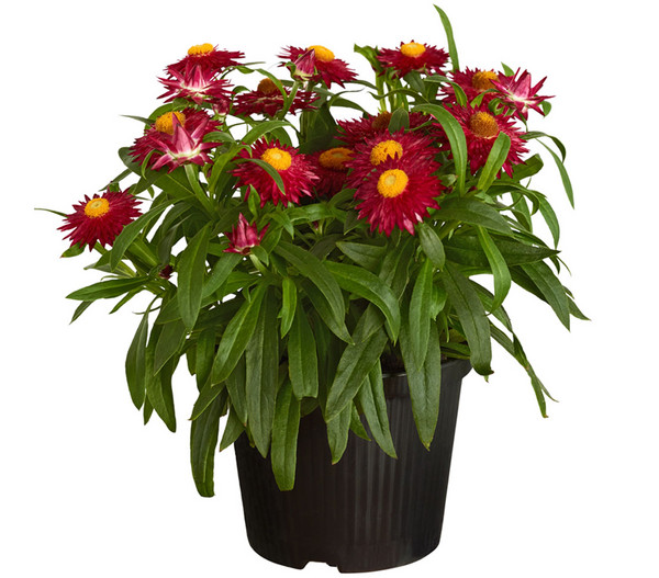 1.1 g Sementi Zwerg-Strohblume Herrliche Prachtmischung 5 x 1.1 g Dehner Blumen-Saatgut 5er Pack
