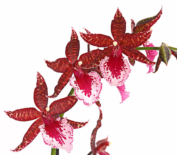 Tigerorchidee - Colmanara cultivars 'Massai'
