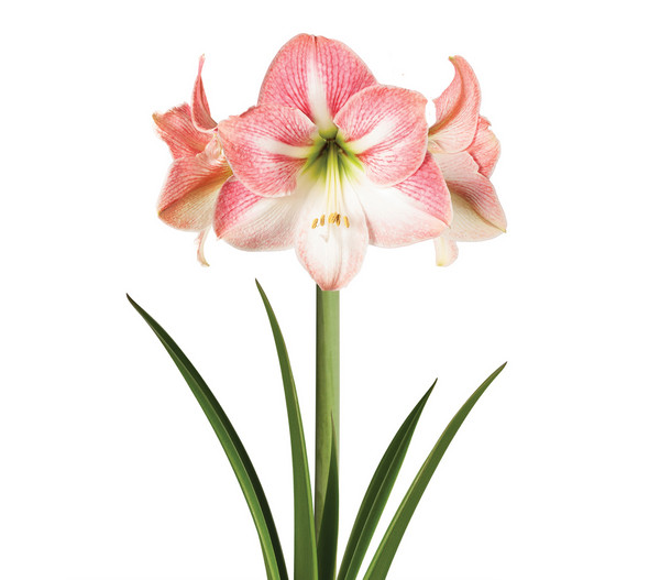 Touch of Wax Amaryllis Classic Apple Blossom
