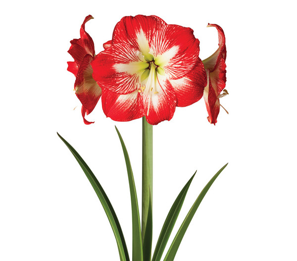 Touch of Wax Amaryllis Classic Minerva