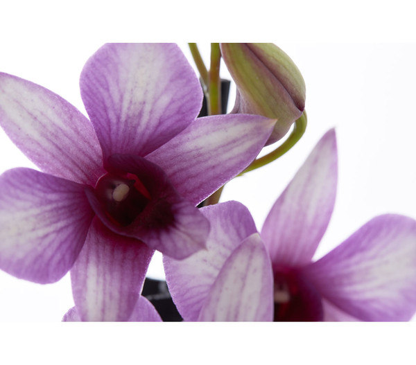 Traubenorchidee - Dendrobium compactum 'Polar Fire'