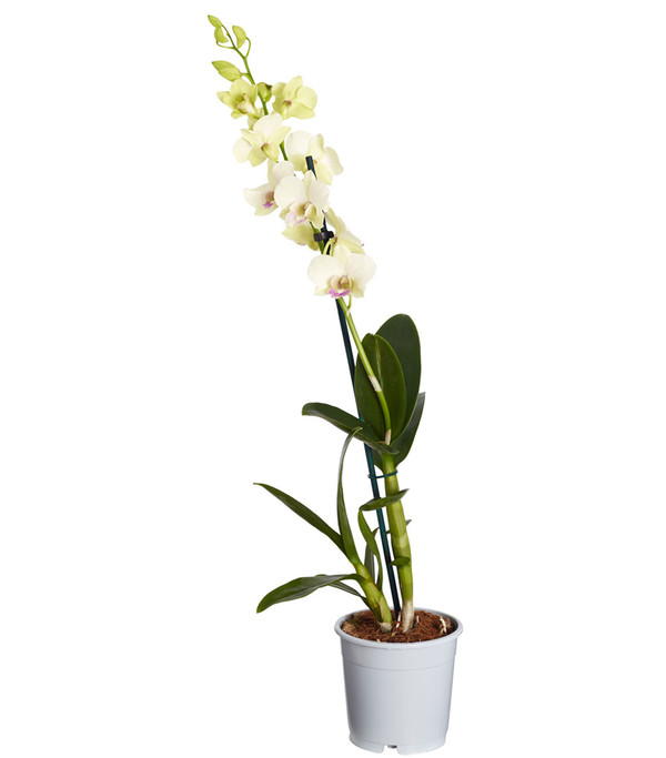 Traubenorchidee - Dendrobium