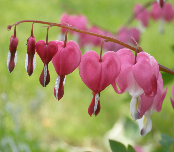 Tränendes Herz - Herzblume, rosa, 9cm