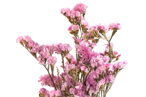 Trockenblumenbund Strandflieder, rosa