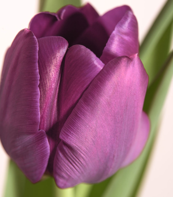 Tulpen 'Purple Flag'