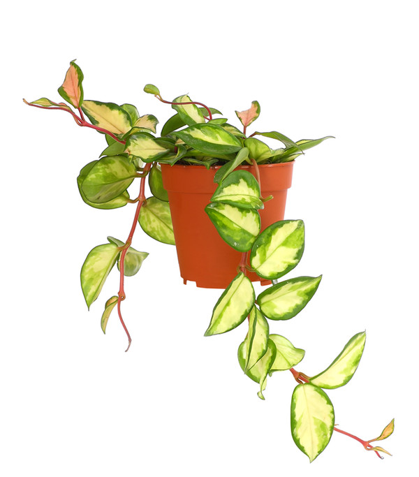 Wachsblume - Hoya carnosa variegata