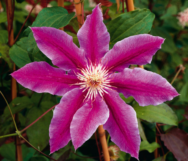 Waldrebe - Clematis 'Dr. Ruppel'