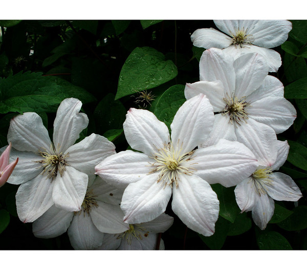Waldrebe - Clematis 'Madame le Coultre'