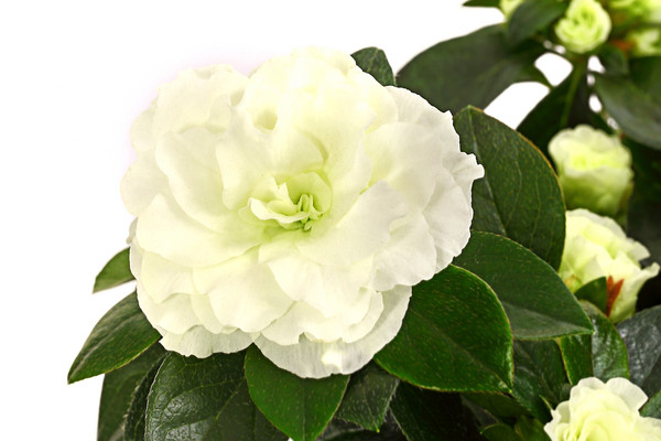 Zimmerazalee - Rhododendron simsii 'Aiko White'