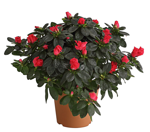 Zimmerazalee - Rhododendron simsii, Busch