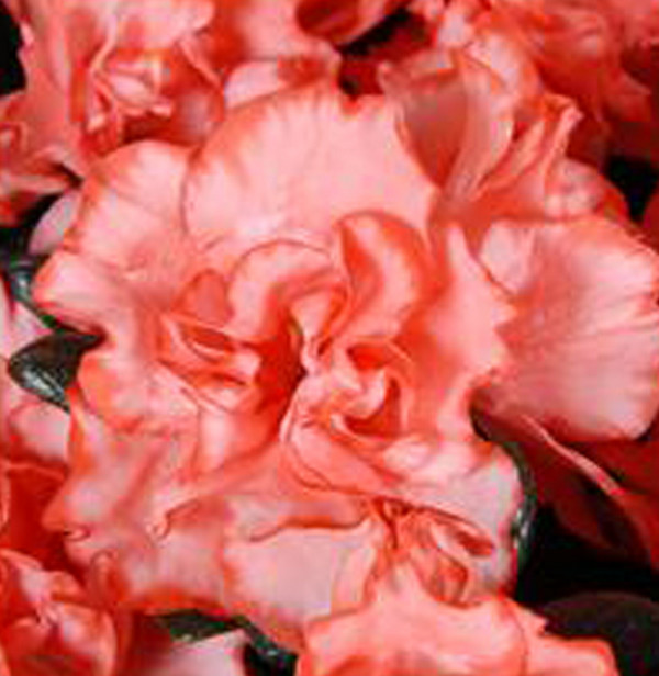 Zimmerazalee - Rhododendron simsii 'Magique®'