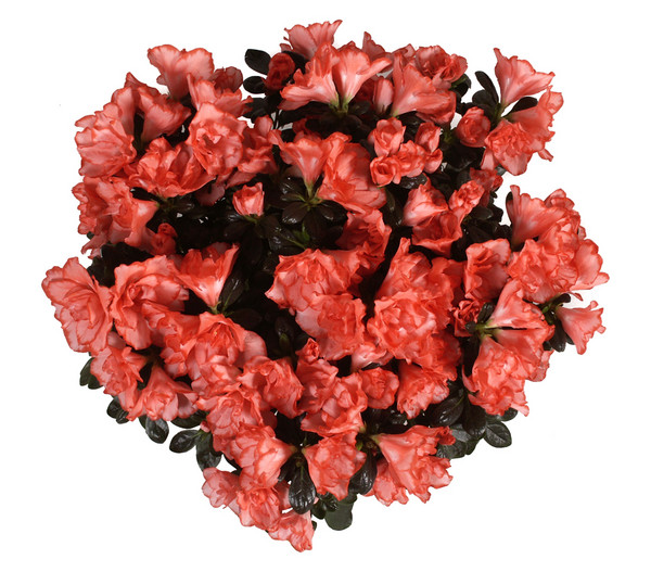 Zimmerazalee - Rhododendron simsii 'Magique®'