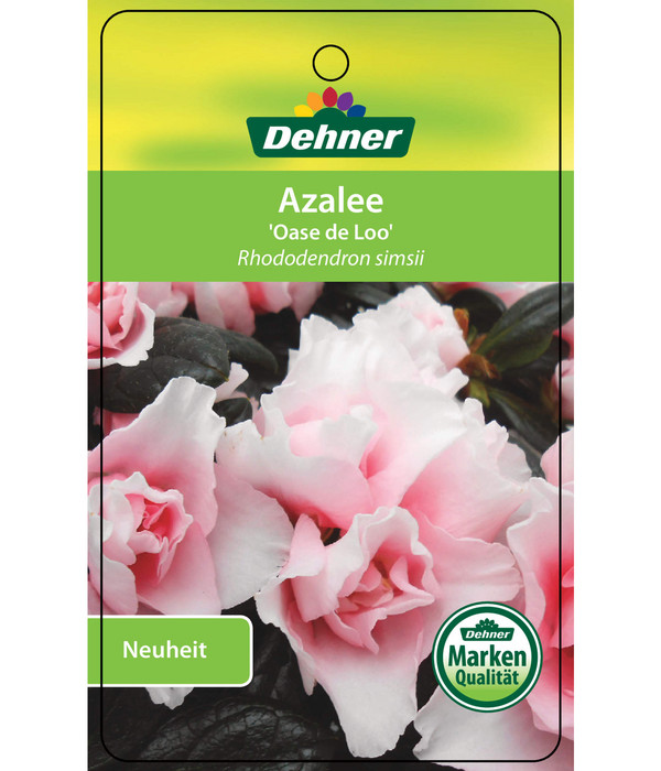 Zimmerazalee - Rhododendron simsii 'Oase de Lo'