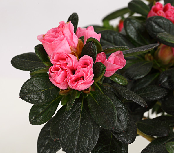 Zimmerazalee - Rhododendron simsii 'Scherrer'