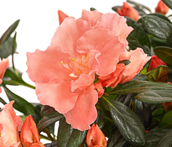 Zimmerazalee - Rhododendron simsii 'Toshi London'