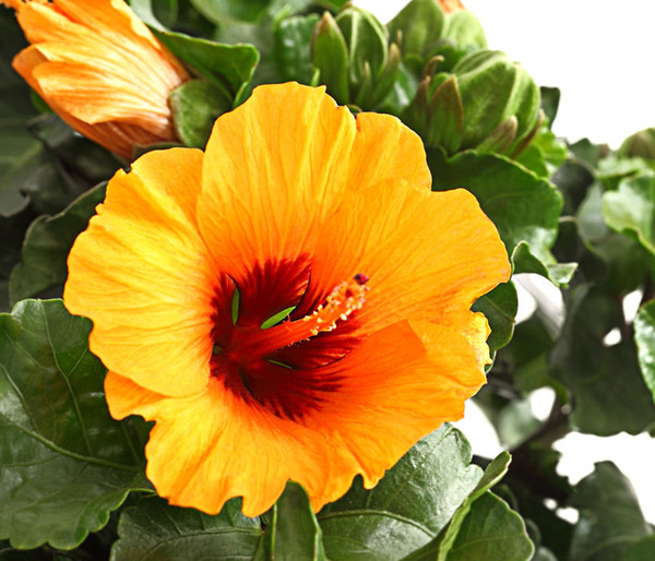 Zimmerhibiskus - Hibiscus rosa-sinensis 'HibisQs® Petit Orange'