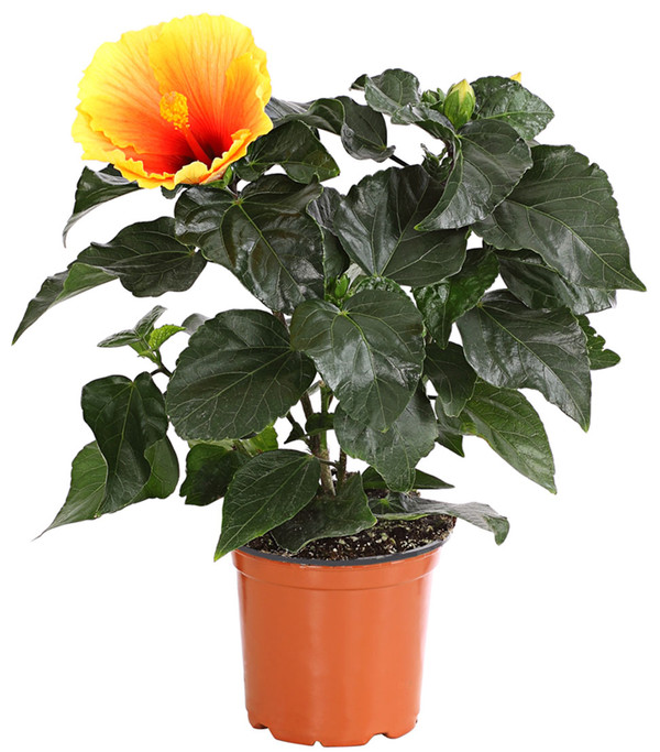 Hibiskus zimmerpflanze kaufen - Die TOP Produkte unter der Menge an analysierten Hibiskus zimmerpflanze kaufen