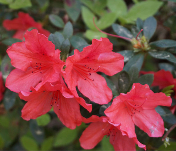 Zwerg-Alpenrose 'Scarlet Wonder', Zwerg-Rhododendron 'Scarlet Wonder'
