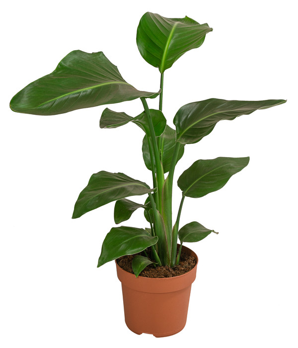BaumstrelitzieNicolai,1 Pflanze 