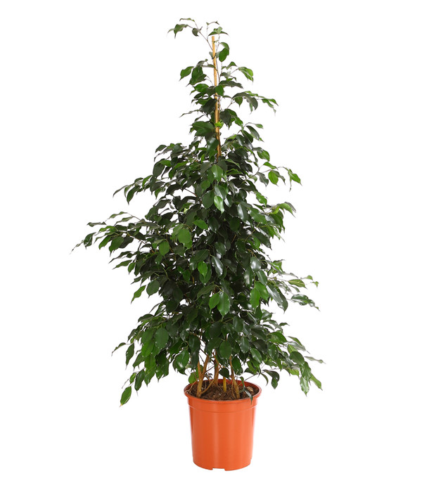Ficus benjamina Birken-Feige Zimmerpflanze im 14cm Topf 