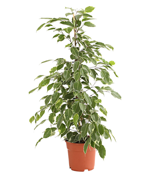 Birkenfeige Ficus Benjamina Golden King 140-150 cm Zimmerpflanze 