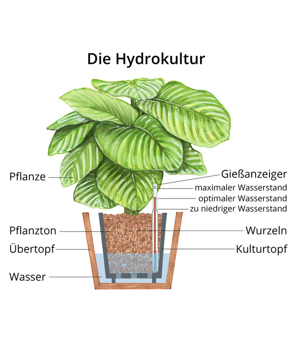 13/12er Kulturtopf 30-40 cm Ficus benjamini De Gantel Birkenfeige Zimmerpflanze in Hydrokultur 