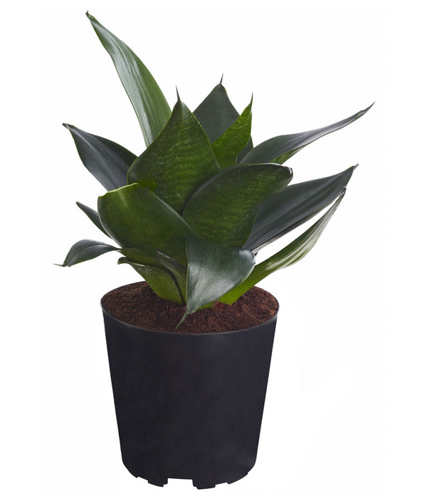 Frauenzunge Lieferhöhe 30-35cm Sansevieria „Black Dragon“ Bogenhanf Asparagaceae luftreinigende Zimmerpflanze Topfgröße Ø 12 cm 