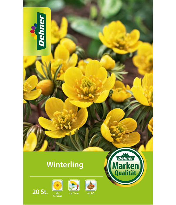 3x Eranthis hyemalis Blumenzwiebeln Frühblüher Winterlinge Zwiebeln im Topf Topf Ø 9cm Höhe 14-17cm Gelbe Blumen