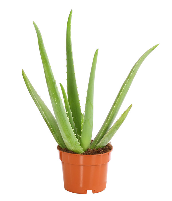 3 Pflanzen ca 30 cm Gesamthöhe Echte Aloe Vera,üppige Pflanzen 10,5cm Topf 