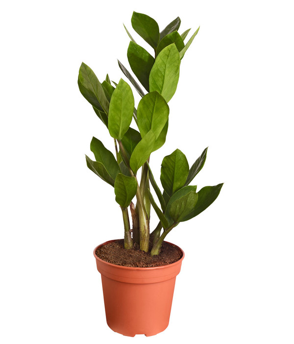 Zamioculcas Zamiifolia auch als „Glücksfeder“ bezeichnet für Wohnraum oder Büro 30 cm hoch Zimmerpflanze 