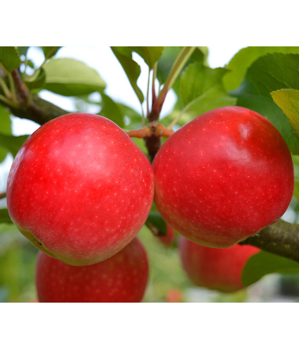 Apfelbaum  Herbstapfel  'Rubinola' 1 Jährige im Topf auf m7 Spindel 