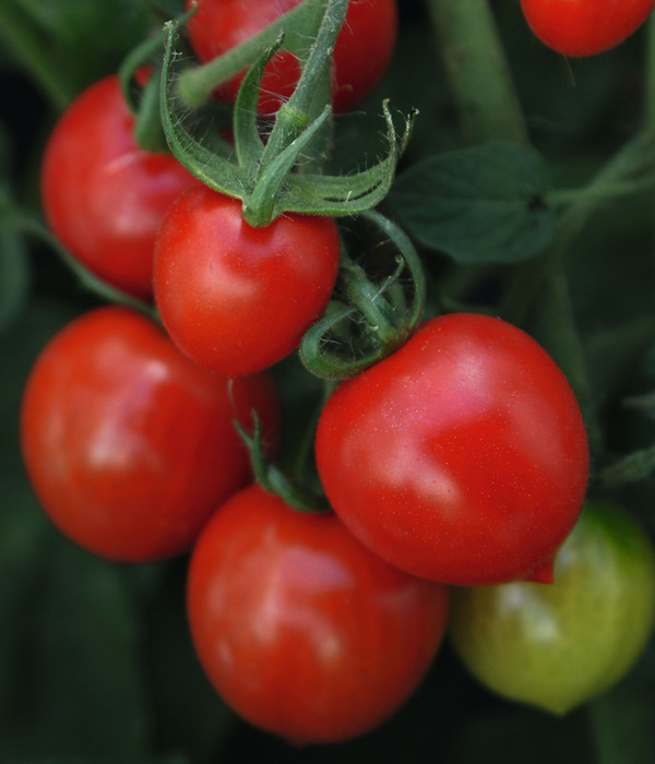 187 x 183 x 122 cm env Dehner Serre à tomates Maxi Vert Plastique/métal 