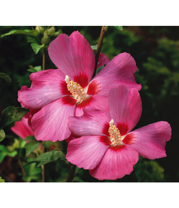 5 Stück Garteneibisch rosa blühend oder Hibiscus rosa im Topf 