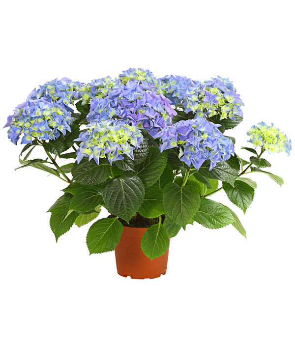 Ø Topf 13 cm Dehner Hortensie Zierstrauch   ca üppige blaue Blütenbälle 40-50 cm 