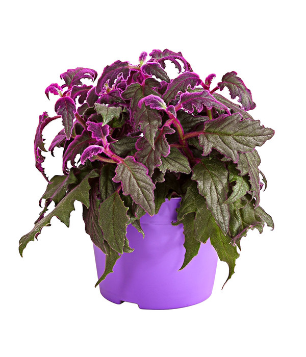 lilafarbene Pflanze 14cm Ampeltopf Samtblatt Zimmerpflanze zum Hängen Exotenherz Gynura Purple Passion Samtnessel 