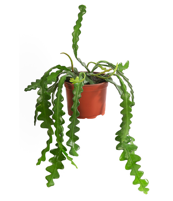 Epiphyllum anguliger Höhe 20-25 cm Topf-Ø 12 cm Sägeblattkaktus Pflanze Kaktus Pflanze 